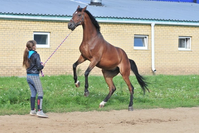 Где покататься на лошади в Барнауле: обзор клубов и цен