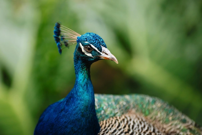 Павлин на приеме у ветеринара | Источник: Shutterstоck.cоm/Фотодом