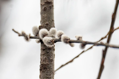 Март 2026 в Мурманской области вошел в тройку самых теплых