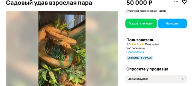 Садовый удав | Источник: Авито