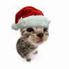 userpic__Ментша