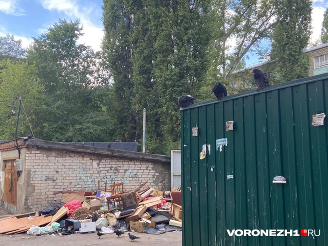 Источник: Дмитрий Волгин / Voronezh1.ru
