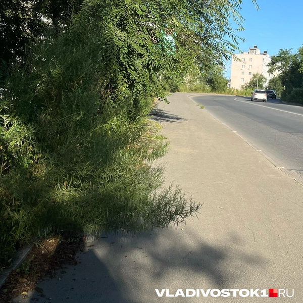 Источник: Елена Буйвол / VLADIVOSTOK1.RU