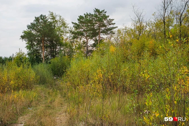 Так выглядит новая часть ООПТ «Черняевский лес» | Источник: Тимофей Калмаков