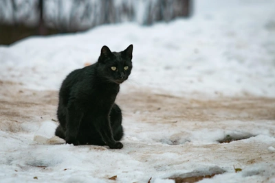 Bid Farewell to the Frost? Weather in Rostov Oblast on 30 January
