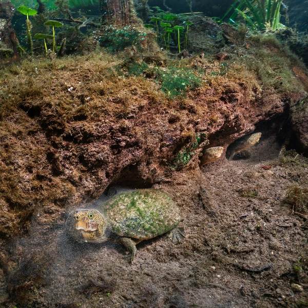 Финалист в номинации «Поведение амфибий и рептилий» | Источник: Isaac Szabo / Wildlife Photographer of the Year 2025