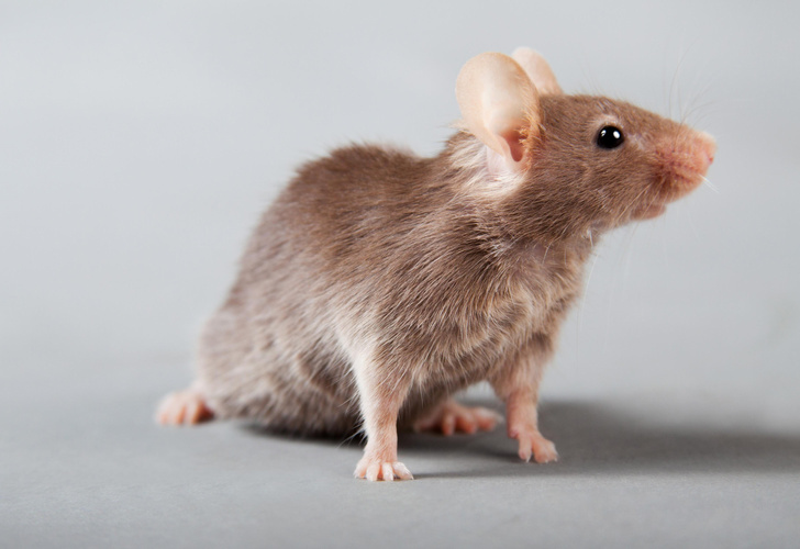 Не шевельнув лапой: новый препарат сделал мышей стройнее — а что на счет людей?
