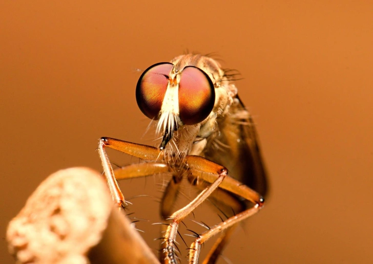 А нюх как у шелкопряда, а глаз как у ктыря: какие насекомые имеют самые острые обоняние, зрение и слух | Источник: dikadi16/Shutterstock/Fotodom.ru