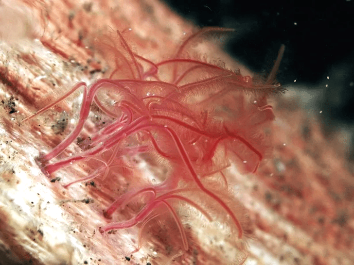 Санитары моря: как черви-зомби выживают без рта и пищеварительной системы