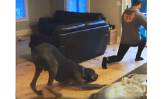 Пес повторяет за хозяином его дурацкую походку (видео)