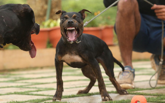 Осторожно, злые собаки: названо время, когда животные становятся агрессивнее