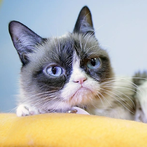 В музее мадам Тюссо появится фигура Grumpy Cat