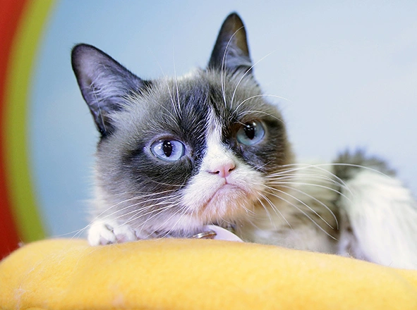 В музее мадам Тюссо появится фигура Grumpy Cat