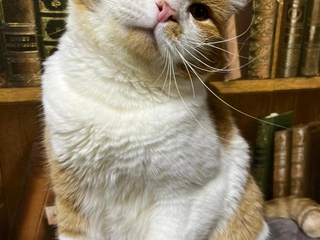 Джигит примет участие в декабрьской ярмарке по пристройству | Источник: «Наследие Бастет» / «ВКонтакте»