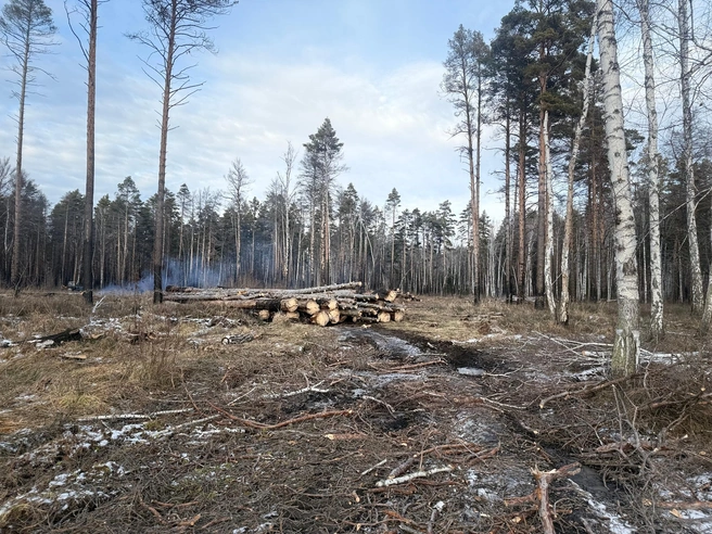 Место вырубки леса | Источник: Типичный Курган / Vk.com