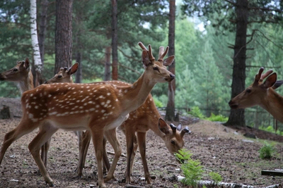 Сафари-парк создадут в Ростовской области