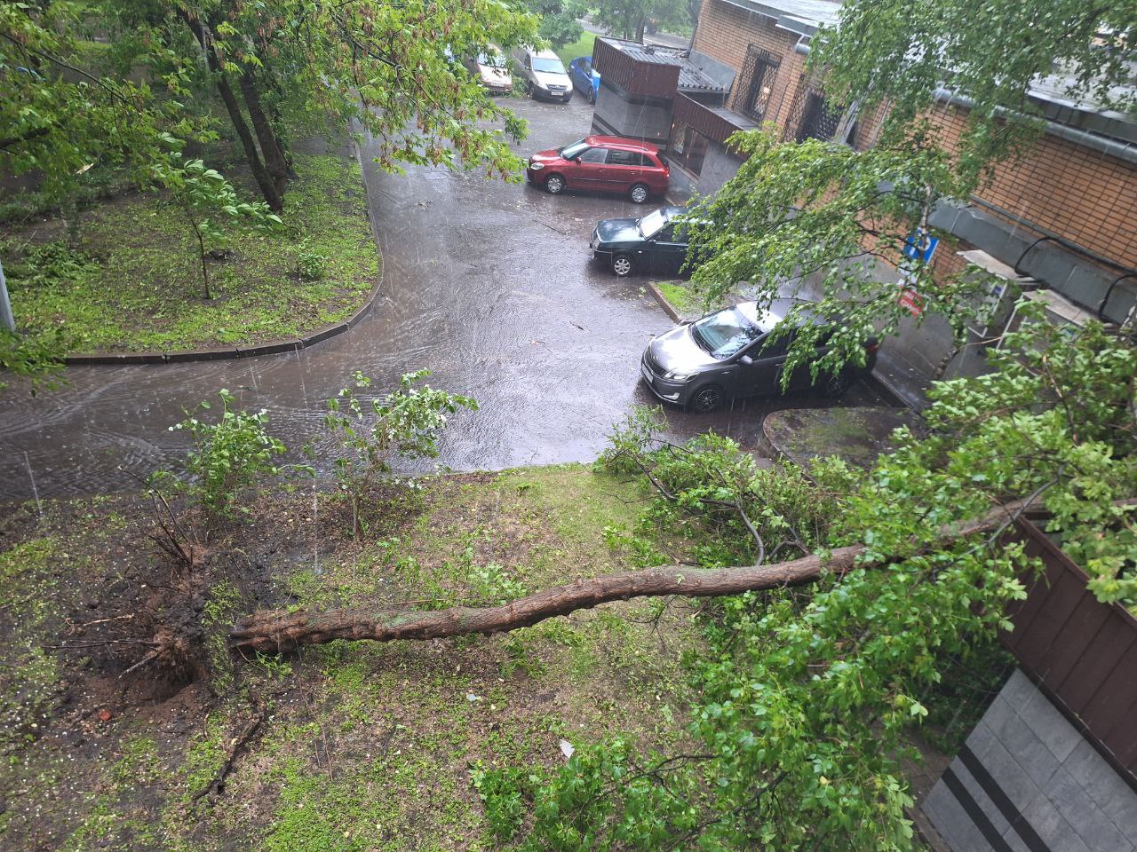 Упали на машины и заблокировали водителя. В Москве из-за урагана повалило  множество деревьев: фото и видео