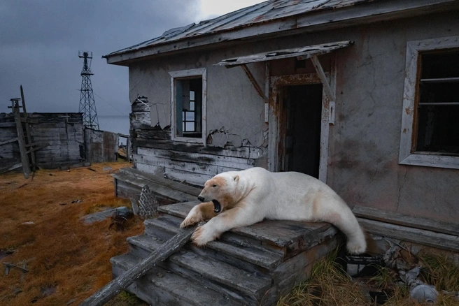 Медведи ждут на острове появление льда | Источник: Вадим Махоров / apnews.com