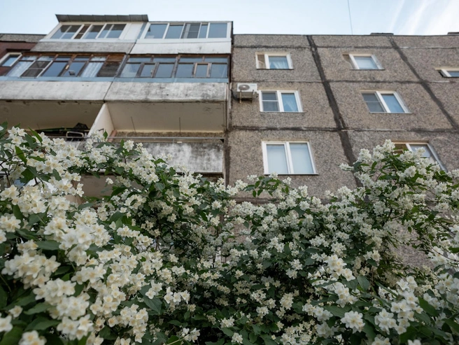 Во дворах много кустов и деревьев | Источник: Александр Куренной / 76.RU