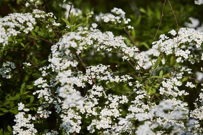 В Кургане создадут зону отдыха «Дерево жизни» за 64 млн