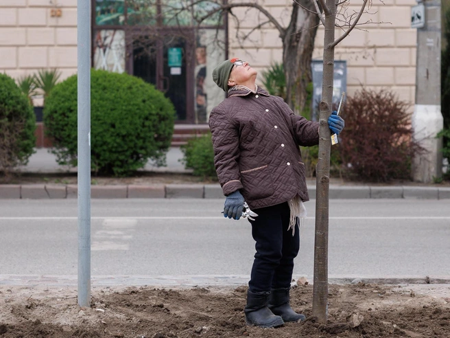 Деревья обрезают и прививают вручную. | Источник: Алексей Волхонский / V1.RU