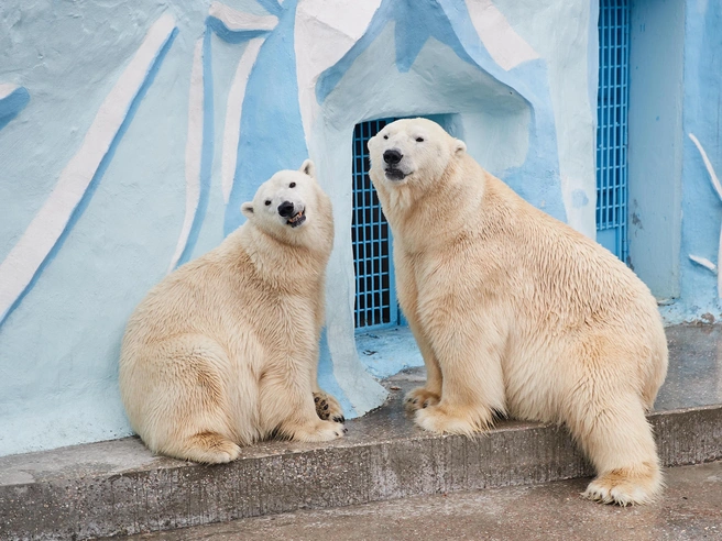 Рабочее время зоопарка сократилось на один час. | Источник: Александр Ощепков / NGS.RU