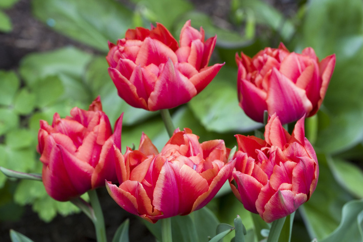 Искусственный отбор: 20 самых популярных сортов тюльпанов