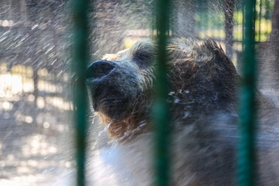 Медведь атаковал сноубордиста на закрытой тропе в Башкирии