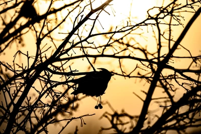 February in Transbaikal: Colder than average, with brief thaws