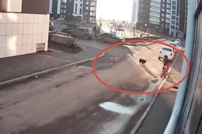 Бастрыкин заинтересовался нападением собак в Оренбурге