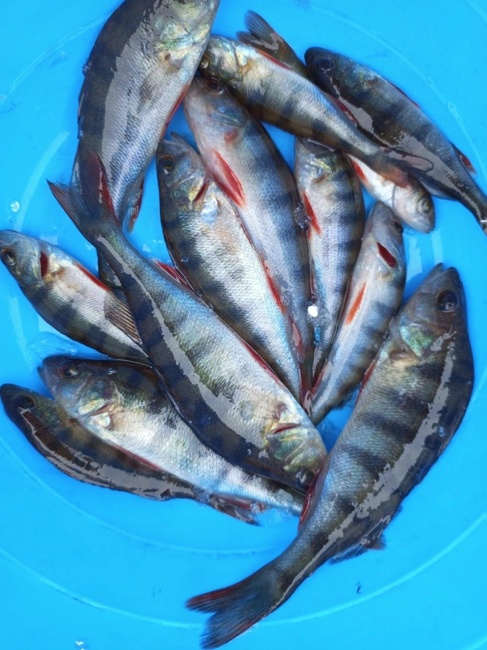 Источник: Любовь Зобнова