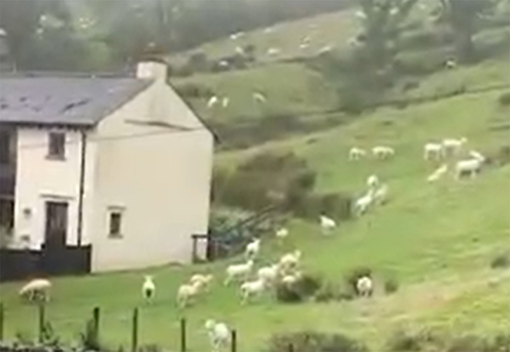 Странное видео: овцы замерли на холме, будто их поставили на паузу