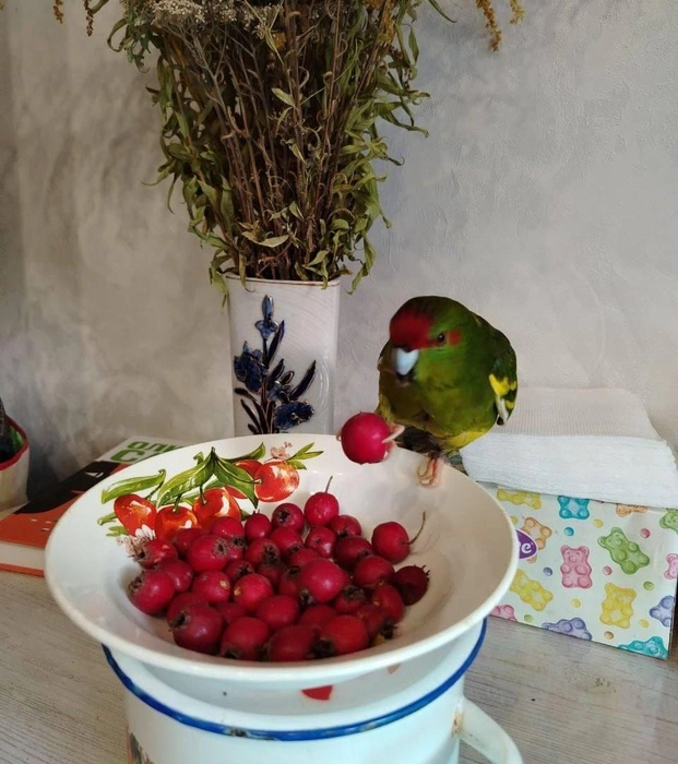 Так съесть или компот сварить?  | Источник: читатель 63.RU 