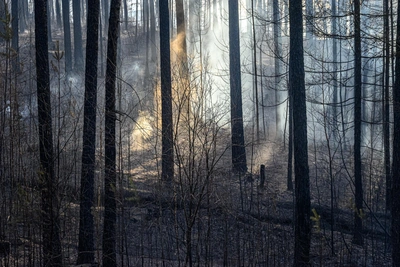 Прокуратура выявила нарушения из-за лесного пожара в Забайкалье