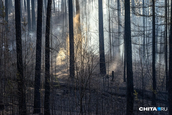 Пожар направляется в сторону детского лагеря | Источник: Олег Фёдоров / CHITA.RU