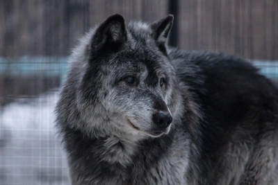 Забайкалка убила волка вилами в ограде