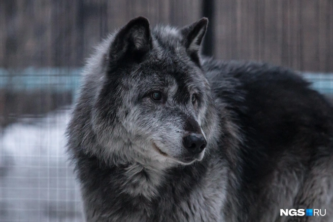 Проблема с волками наблюдается не первый год | Источник: Дарья Староверова / NGS.RU