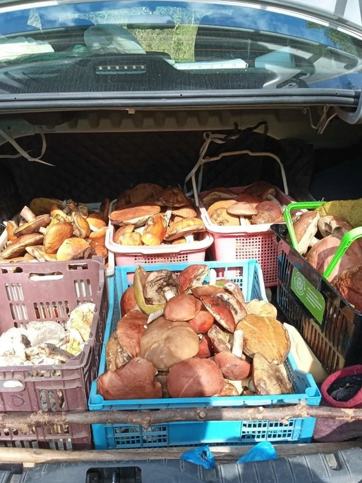 Источник: Ольга Фетисова