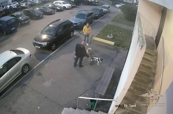 Избил и отобрал коляску. В Подмосковье камера сняла расправу над собакой-инвалидом | Источник: официальный представитель МВД России Ирина Волк