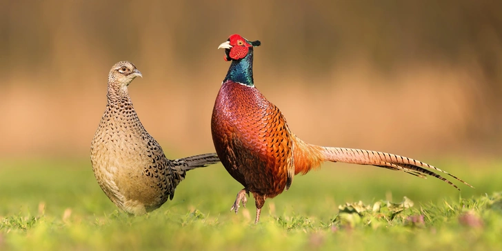 Золотой петушок Евразии: где сидит и как живет фазан | Источник: Shutterstock/Fotodom.ru