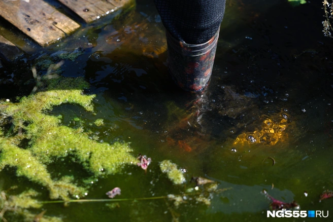 Вода стала зеленого цвета и пошла пеной | Источник: Евгений Софийчук / NGS55.RU
