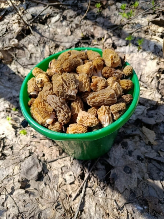 Умеете готовить сморчки? | Источник: Грибы России / Vk.com 