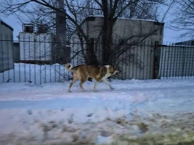 Бездомные собаки создают постоянную угрозу для жителей поселка Городище. | Источник: Читатели V1.RU
