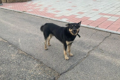 В Чите за сутки отловили шесть безнадзорных собак