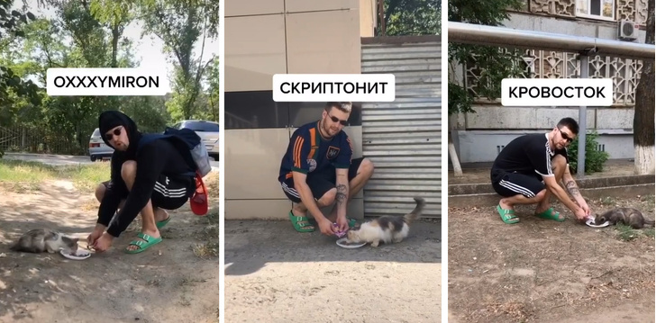 Видео блогера, покормившего уличных котов «в стиле русских рэперов», стало вирусным