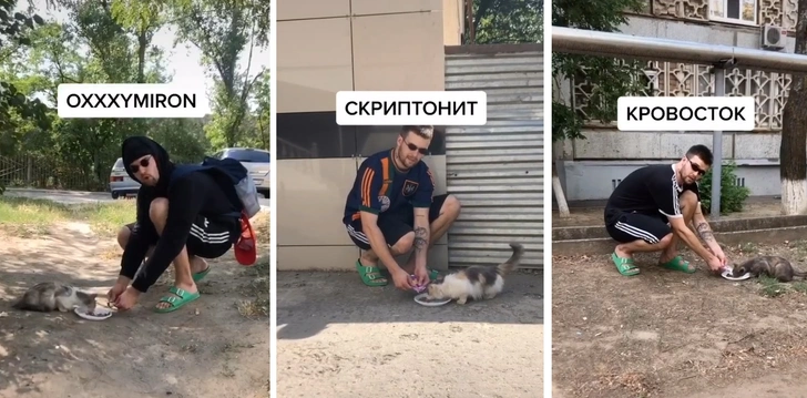 Видео блогера, покормившего уличных котов «в стиле русских рэперов», стало вирусным | maximonline.ru