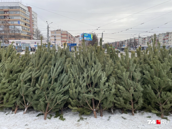 Самым доступными оказались сосны, они стоят от 700 рублей, ели&nbsp;— от 800 | Источник: Михаил Шилкин 