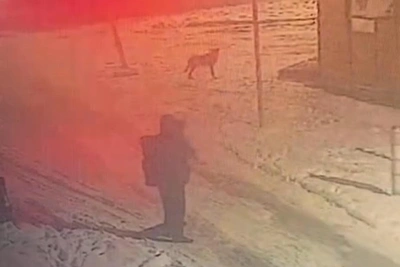 «Он просто стоял и смотрел»: хозяйка требует наказать убийцу собаки