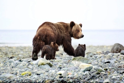 Медведи Сахалина и Курил вышли из зимней спячки