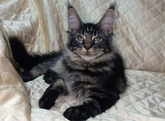 Мейн-кун за 100 тысяч рублей | Источник: Авито